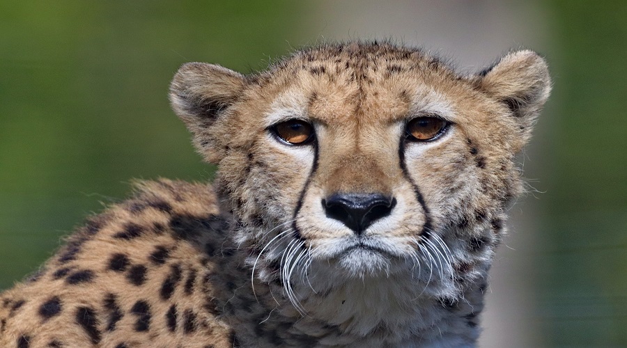 7 day lodge safari in ngorongoro crater 